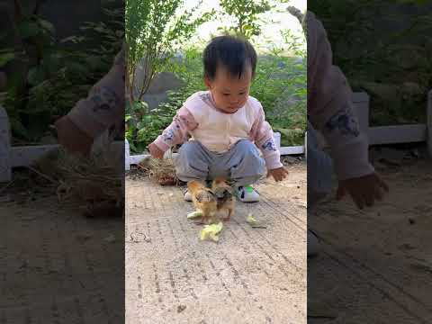 Accidentally hatched a nest of chicks Cute pet debut plan Dogs Golden Sun Original