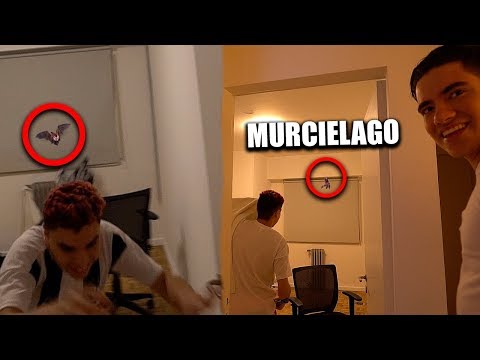 ENTRO UN MURCIELAGO A NUESTRA NUEVA CASA Y MIRA LO QUE OCURRIO *gracioso* | Donato