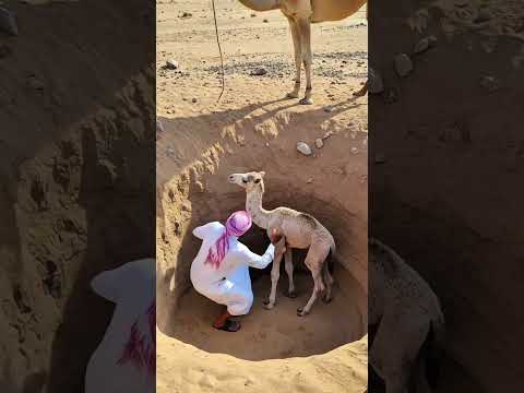 A Mother Camel Saves Her Trapped Calf with the Help of a Man! #animals #rescue #humanity