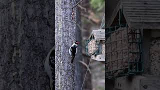 Hairy Woodpeckers Enjoying Spring! #birds #birding #ornithology #wildlife #nature