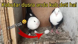 Kabutar dusra anda kab deti hai || when does a pigeon lay another eggs?