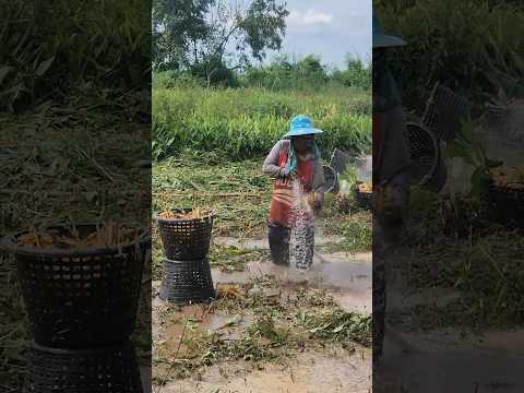 Mẹo Rửa Củ Riềng #mietvuonland #củriềng#Shorts