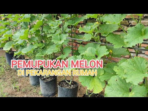 Cara pemupukan melon buat di pekarangan rumah