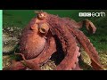 Crustacean and Octopus Behavior