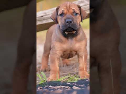 Puppy 🐕 got my shoe 👟 #funny #petsrule #dogcomedy #dog #comedy #petlover #pets #memes #viral #fyp