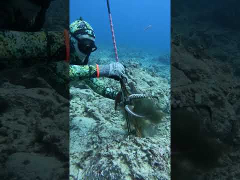 Diving for Octopus! #spearfishing #fishing