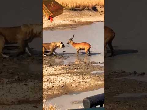 Crocodile 🔥 lioness |#youtubeshorts #shortvideo #subscribe #reels #trending #wildlif