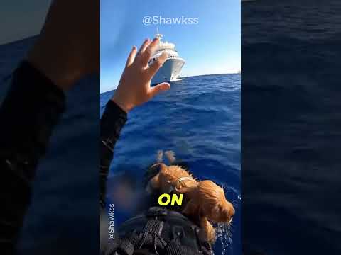 SHARK BAIT?! ๐ The Most Insane Escape From A Millionaire! #animalrescue #humanity #dog