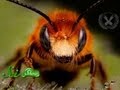 Bee Democracy and Decision-Making