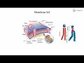 Cell Membrane Structure and Function
