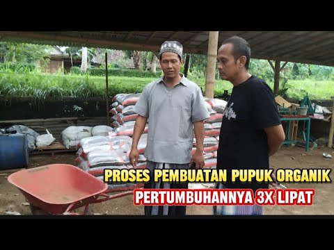 Pupuk Dasar Untuk Menanam Durian Langsung Tumbuh subur#pupukorganik