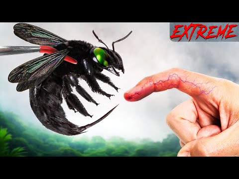 Big Black Bee Wrecks Me!