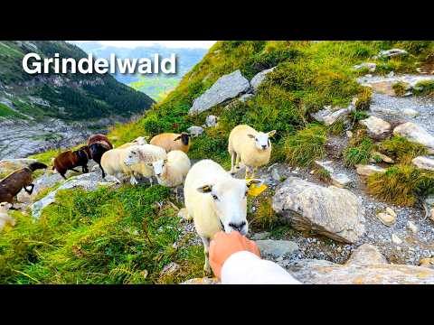 Grindelwald - Switzerland's Most Beautiful Village 🇨🇭 Walking Tour