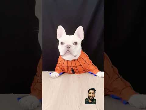 #dog #comedy #pets #animals #youtubeshorts #funny #trending #animal #viral