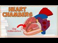 Heart Anatomy and Function Assessment