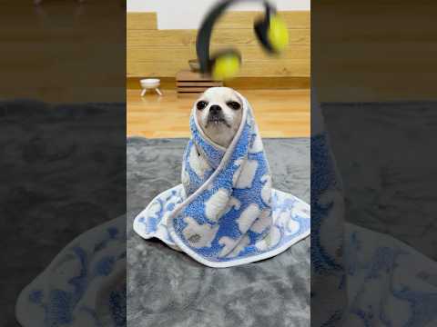 Dyk kyn dysh #yodajjeom