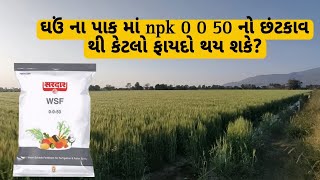 npk 0 0 50 fertilizer || ઘંઉ ના પાક માં પોટાશ આપવા ની રીત.