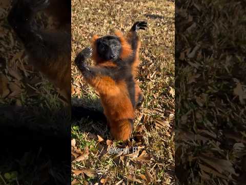 Chakras a full de mango