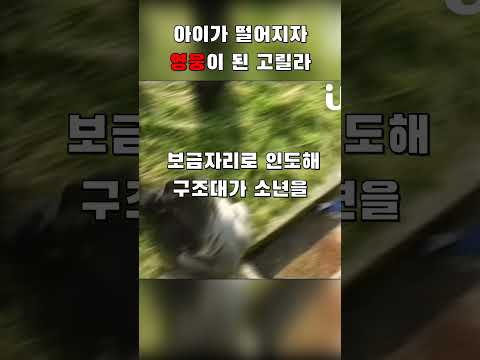 아이가 떨어지자 영웅이 된 고릴라