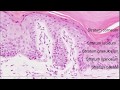 Skin Structure and Function Assessment