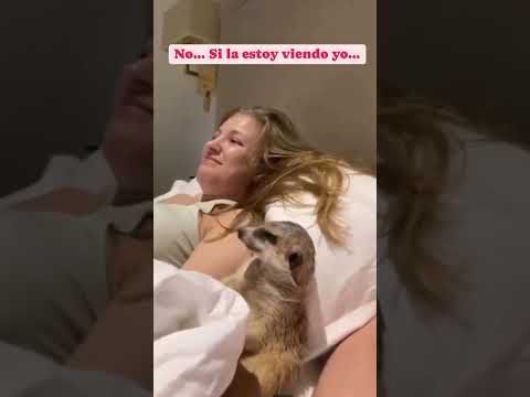 Si  la estoy viendo… #doblaje #humor #comedia #animals