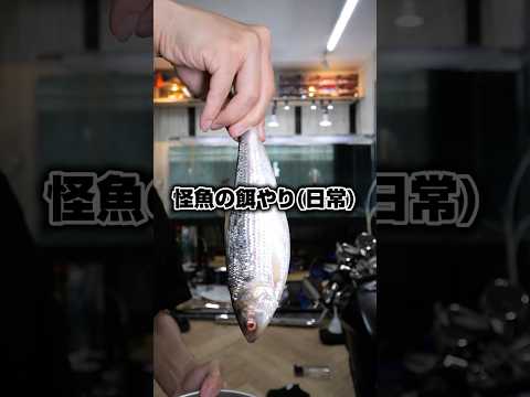 巨大怪魚の餌やり(日常) #アクアリウム #monsterfish #shorts