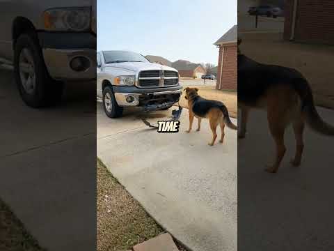 Dog Destroyed His Car... But It Saved A Life #shorts #dog #hero