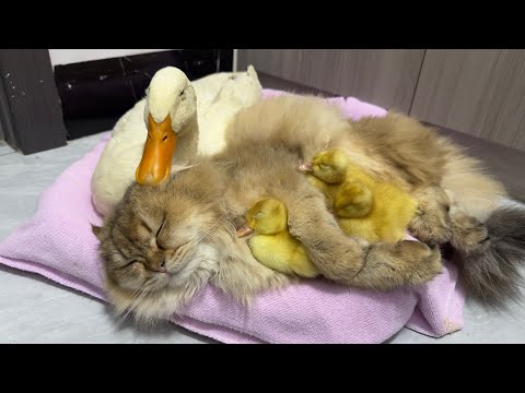 The kitten stole three little ducks! Mother duck is very anxious.It was so funny and cute at the end