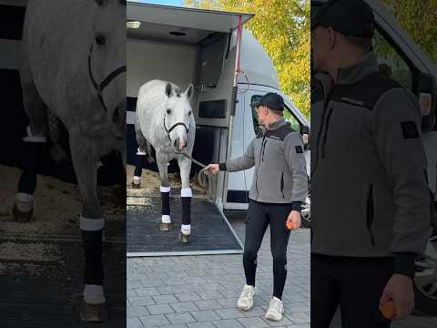 Das ist Ori!🦄 #horse #equestrian #pferde #horsefan #horseriding #shorts #pferdeliebe #horses