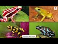 Exploring Animal Adaptations for Kids
