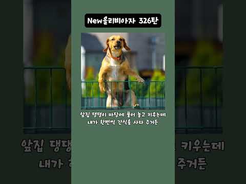 New올리비아진 326탄
