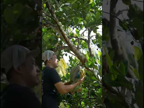 Ikut aku panen-panen di kebun belakang rumah yukkk! Kira-kira kita panen apa aja ya woi?😍
