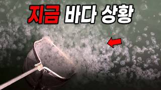 러브버그 다음은 해파리입니다.. 미쳐버린 우리나라 바다 상황 ㄷㄷ