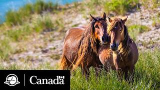 Studying the Sable Island horses | Fences in the Sand | Parks Canada