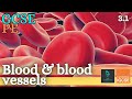 Exploring the Components of Blood in the Cardiovascular System