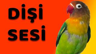 Dişi Sevda Papağanı Sesi: Cennet Papağanı Mutlu Etme Sesi