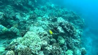 Gx013046 Hawaii, Maui, Ahihi Cove, 20240323, 164331