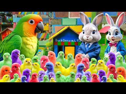 Catch Millions Of Cute Chickens, Colorful Chickens, Rainbow Chickens, Rabbits, Ducks, Cute Animals🐦🐇