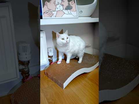 СОФУ АРЕСТОВАЛИ 🔗 🙀
