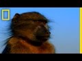 Baboons: Behavior and Adaptations