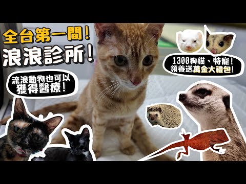 全台第一間浪浪診所!浪浪也可以獲得醫療!1300隻狗貓、特寵(狐獴、貂、蜜袋鼯)領養!領養送萬金大禮包!【許伯簡芝】