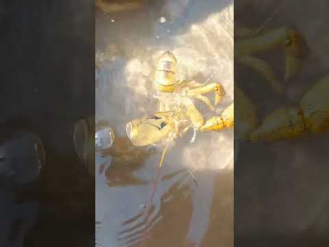 Pescador quedó sorprendido al ver tremendo #camarón. #ríos #pesca #crawfish #langosta