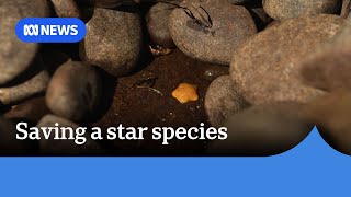 Working to save tiny cannibal sea star from extinction | ABC News