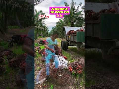 Sawit 120 kg #abdrahmansyam #kelapasawit #sawit #muatsawit #sawitmalaysia #sawitsarawak #shorts