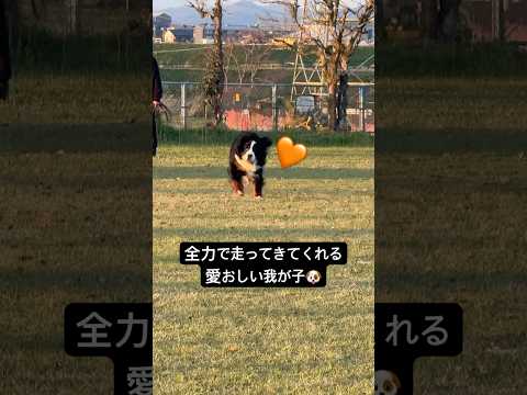 全力で走ってきてくれる愛おしい我が子🥹💛 #バーニーズマウンテンドッグ #大型犬 #愛のメモリー