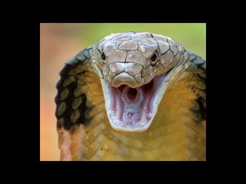 Historias de Picaduras ! 🐍⚕️