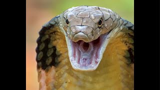 Historias de Picaduras ! 🐍⚕️