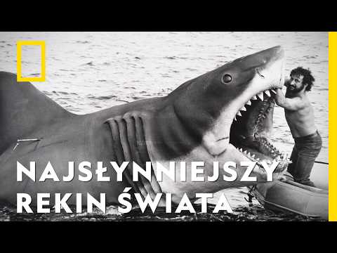 Ten rekin wystąpił w legendarnym filmie. Zobacz, jak powstawał | Szczęki: 50 lat kinowego hitu