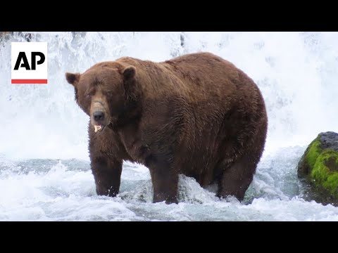 YouTube video thumbnail: Chunk, a 1,200-Pound Bear With a Broken Jaw, Wins Alaska's Fat Bear Week Contest