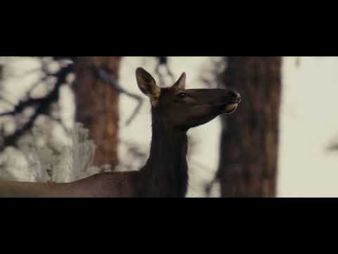 America's first designated wilderness: The Gila (:15)